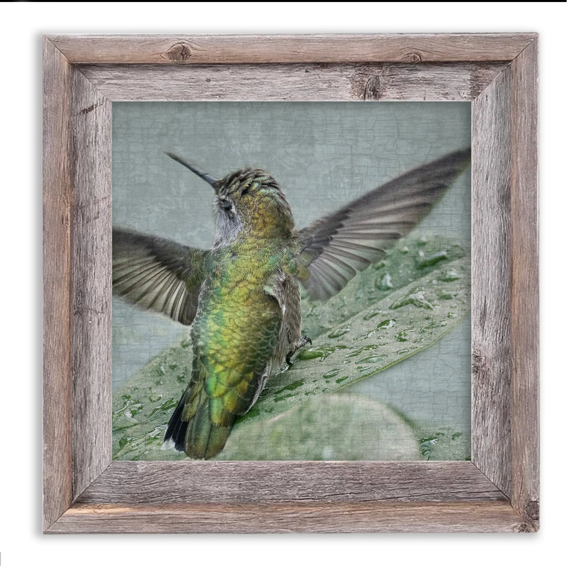 BATHING HUMMINGBIRD No.2 - Fine Art Print, Garden Birds Series