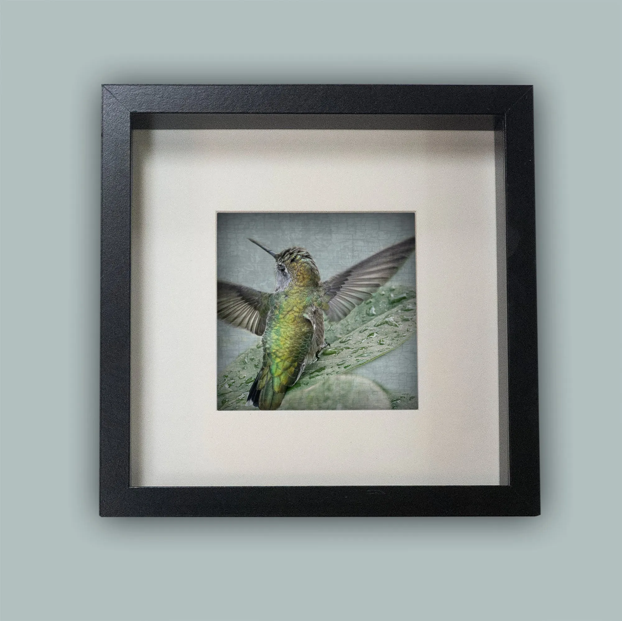 BATHING HUMMINGBIRD No.2 - Fine Art Print, Garden Birds Series