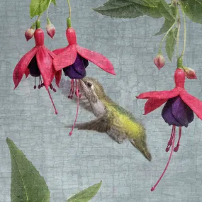 FUCHSIA HUMMINGBIRD - Fine Art Print, Garden Birds Series