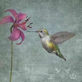 LILY HUMMINGBIRD - Fine Art Print, Garden Birds Series