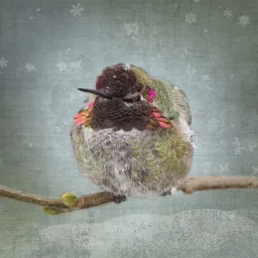 WINTER HUMMINGBIRD - Fine Art Print, Garden Birds Series